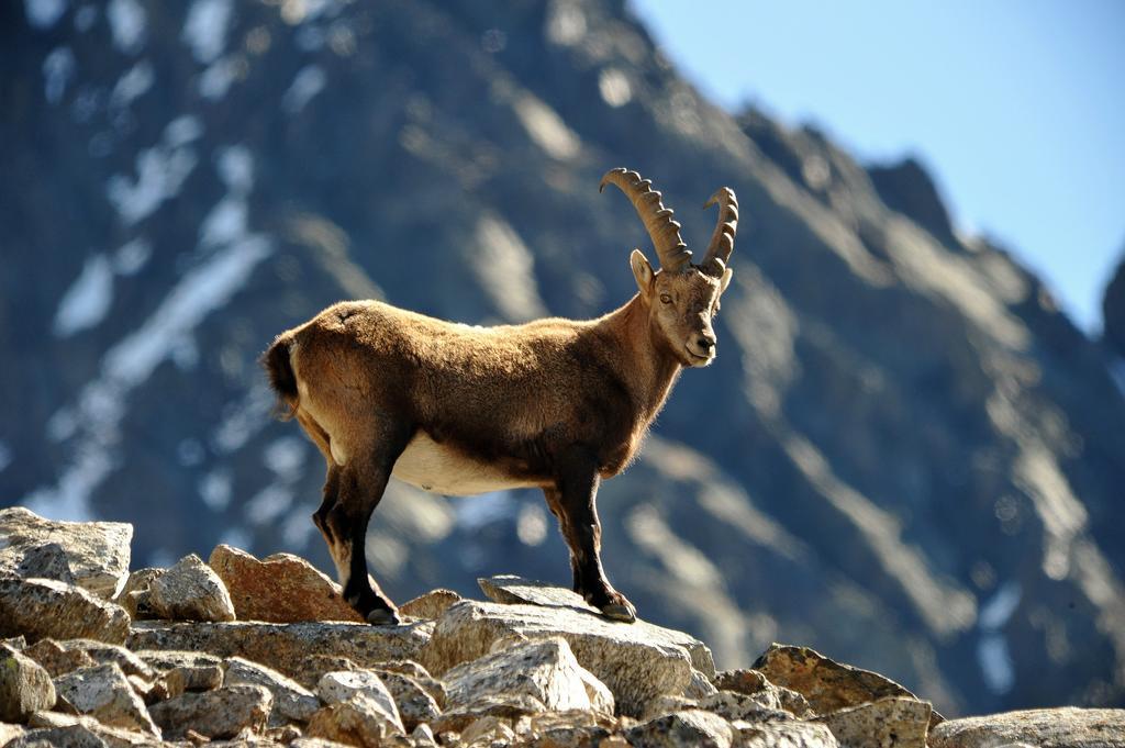Apart Brigitta Sankt Leonhard im Pitztal Ruang foto